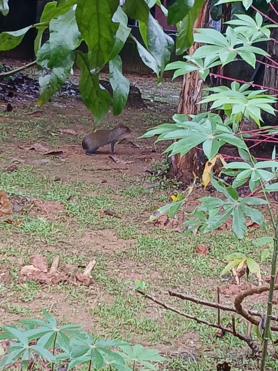 Estos inofensivos animalitos, se pasean por el patio de mi casa felices y campante. Yo sería incapaz de cazar alguno para comérmelo, ello también tiene derecho a la vida