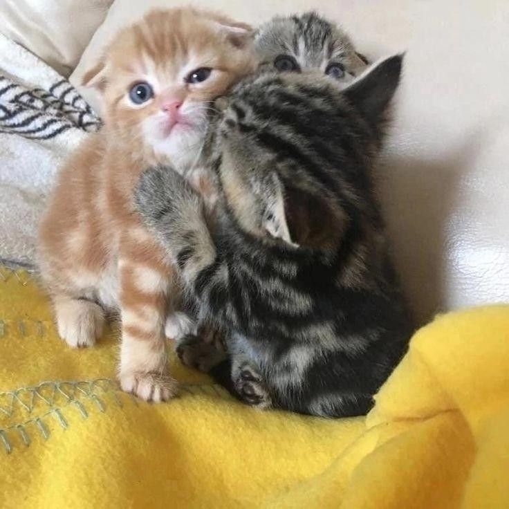 こねこ図鑑 (@kitten_zukan) on Twitter photo 