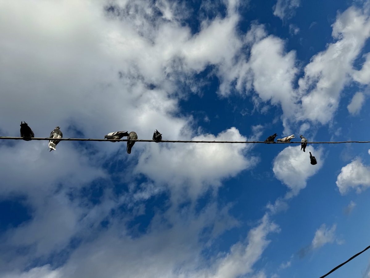 tocox's tweet image. みなさんおやすみなさい

自由な鳩たち