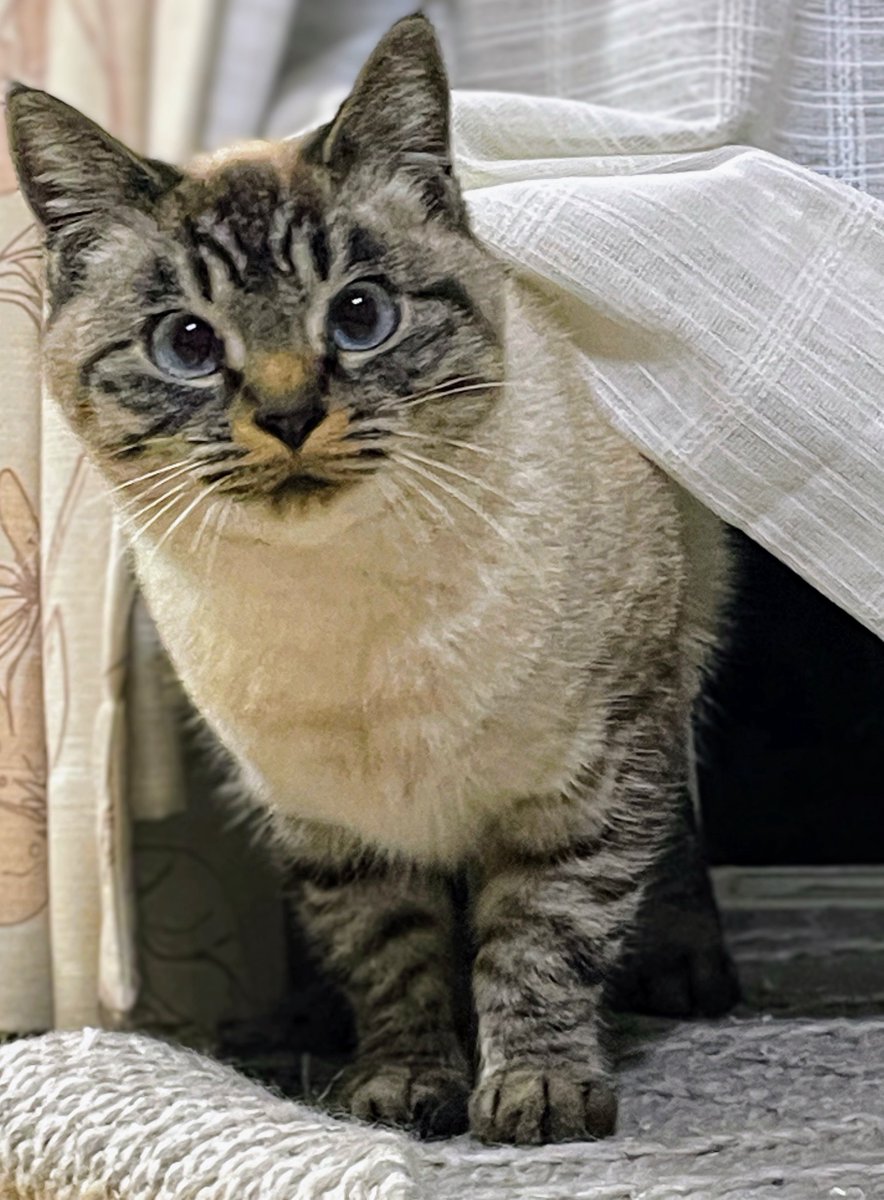 レオぽん🐾 (@nsvlpea801) / Posts / X