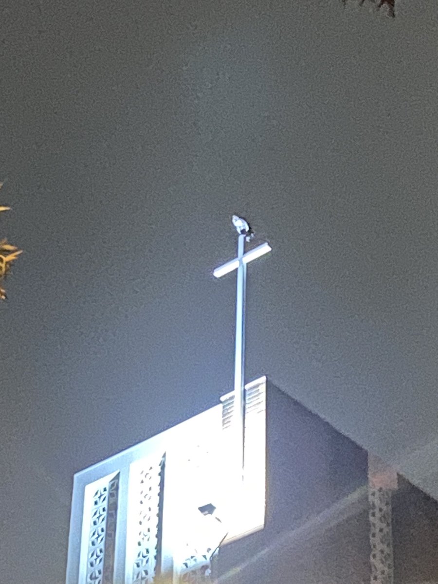 The owl visited last night again