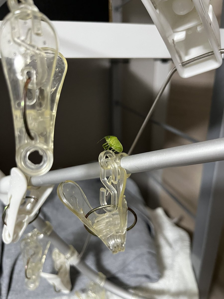 コンニチワページ ｺﾝﾆﾁﾜ／ じゃあないんだよ(むしさん注意)