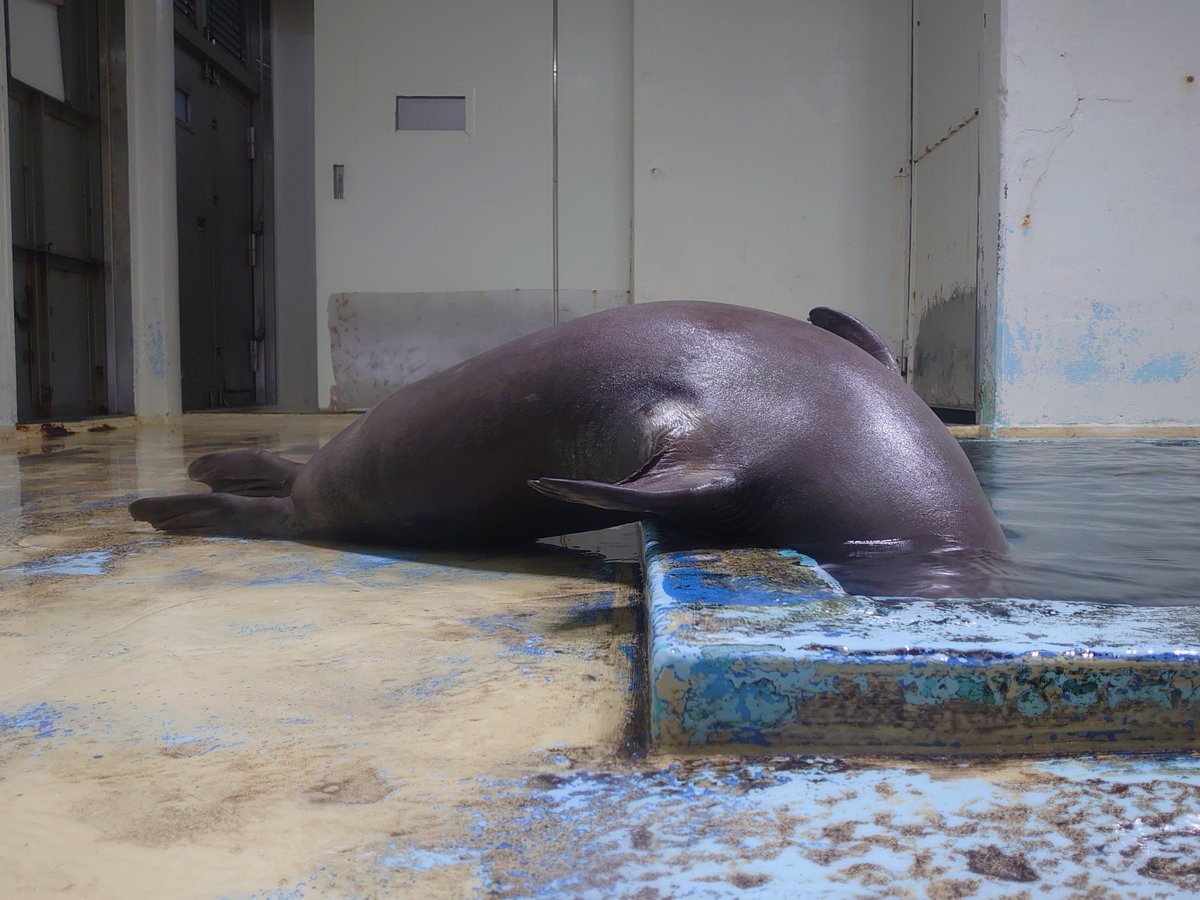 ★sana9251★Animal Water III ★中古品★ ☆sana9251様専用☆Animal Water III ☆中古品☆