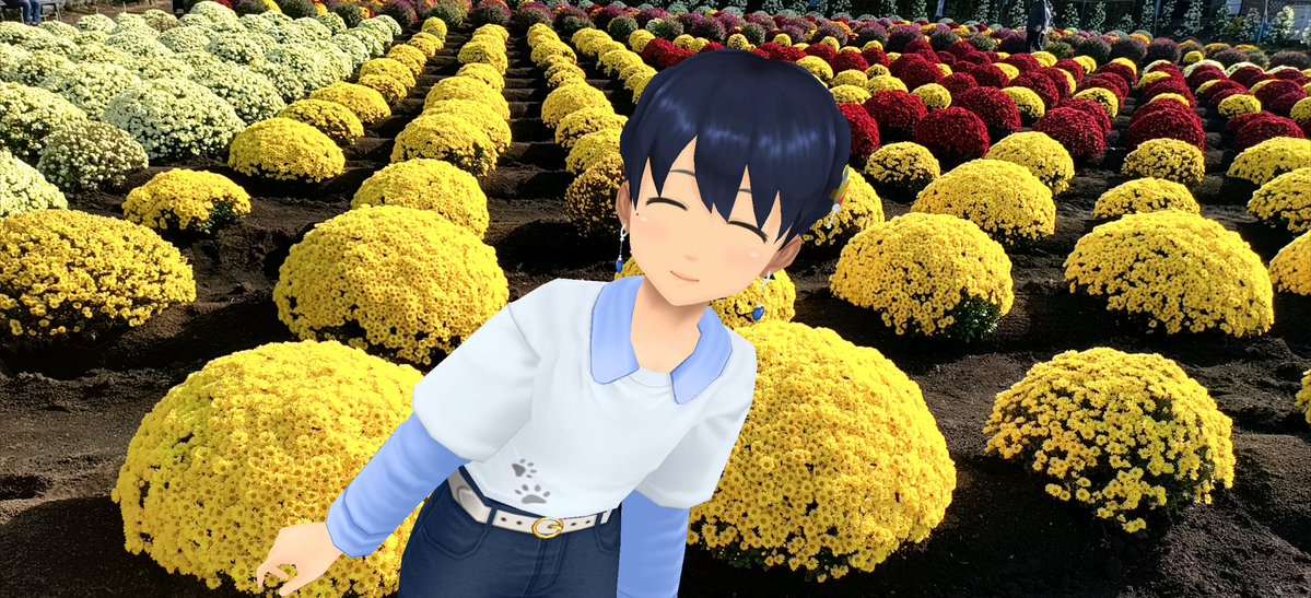 Aj785Aj's tweet image. 【サトカと新磯ざる菊】

　例によって依田さんの天気予報で紹介されてたから来てみた。

｢これは見事ですね。こんな密度で花が咲くものとは…ざる菊 侮れないですね。

　ざるを伏せたような形ってもこんなにきれいになるの!?

｢まぁそこは園芸スキルの賜物なのでは？

#スクスト2
#スクストカメラ