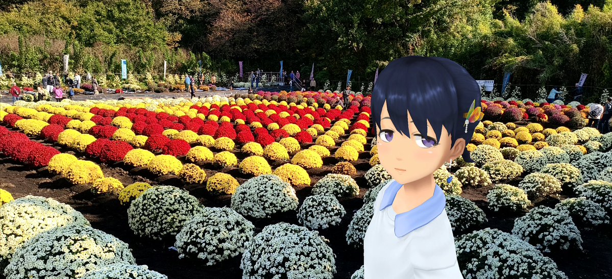 Aj785Aj's tweet image. 【サトカと新磯ざる菊】

　例によって依田さんの天気予報で紹介されてたから来てみた。

｢これは見事ですね。こんな密度で花が咲くものとは…ざる菊 侮れないですね。

　ざるを伏せたような形ってもこんなにきれいになるの!?

｢まぁそこは園芸スキルの賜物なのでは？

#スクスト2
#スクストカメラ