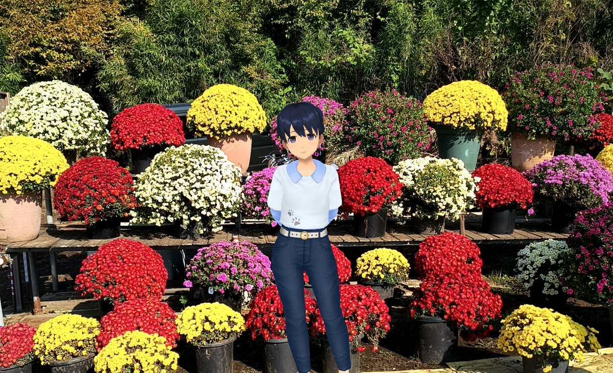 Aj785Aj's tweet image. 【サトカと新磯ざる菊】

　例によって依田さんの天気予報で紹介されてたから来てみた。

｢これは見事ですね。こんな密度で花が咲くものとは…ざる菊 侮れないですね。

　ざるを伏せたような形ってもこんなにきれいになるの!?

｢まぁそこは園芸スキルの賜物なのでは？

#スクスト2
#スクストカメラ