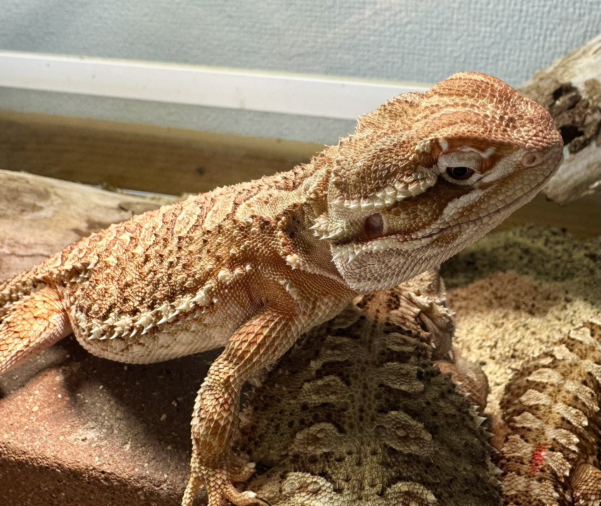 KENZO (@fw_kenzo) / Posts / X