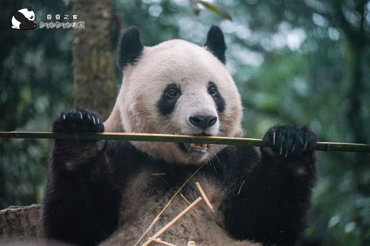 香香が竹を掴んで、ばしっと折れそうな一瞬を、写真家が巧みにキャッチ！指と歯もくっきりで、めっちゃ愛らしい表情がたまらない！😘🐼