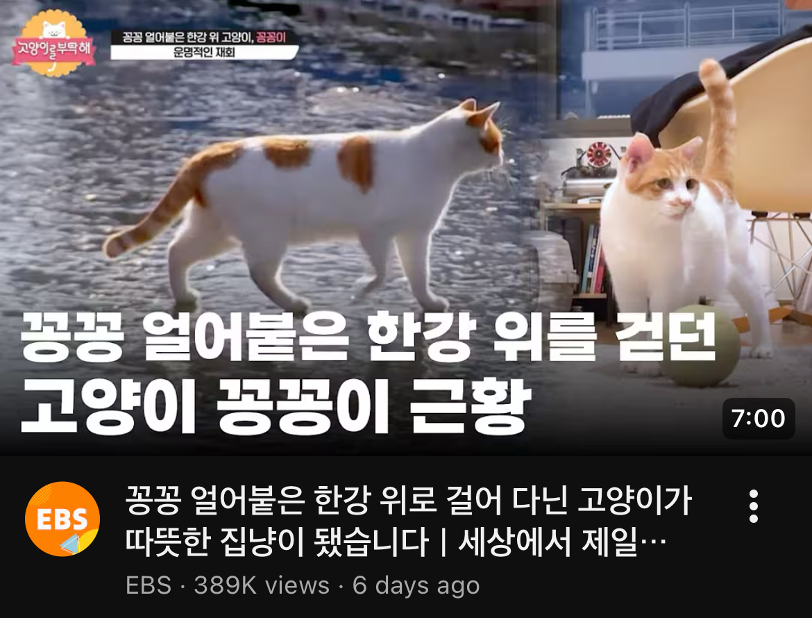 soyeebn's tweet image. 꽁꽁이 집냥이 됐대