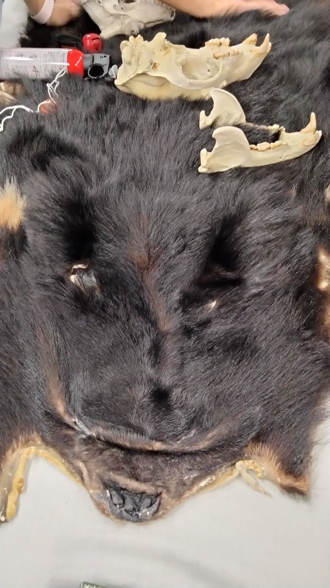 51名の児童生徒とその保護者、地域の方などのご参加
「ヌプとカナのお話」大盛況でした
絵本の朗読、クイズを取り入れたクマの実態の勉強、実際に毛皮や頭蓋骨やフンに触れられるコーナー、実際にクマに出会った時の対処など、クマの専門家、表現のプロが出演する一流のエンターテインメントです。