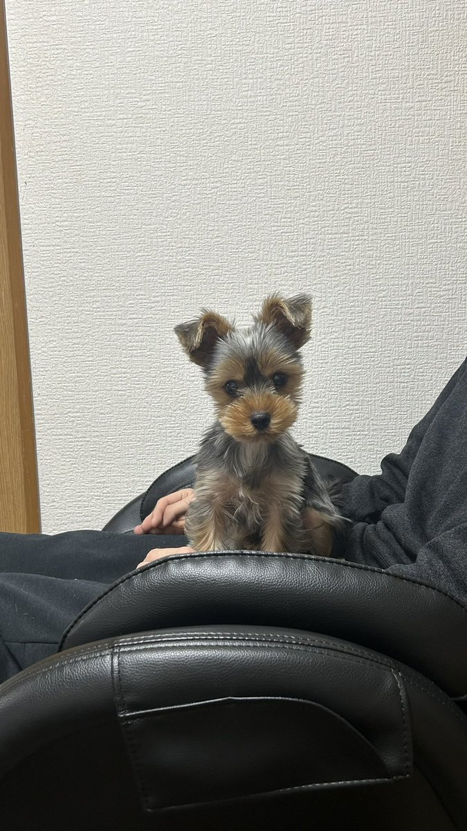 209cm_183cm's tweet photo. 実家の可愛い犬くん
#日常垢 https://t.co/F3JoxeIAal