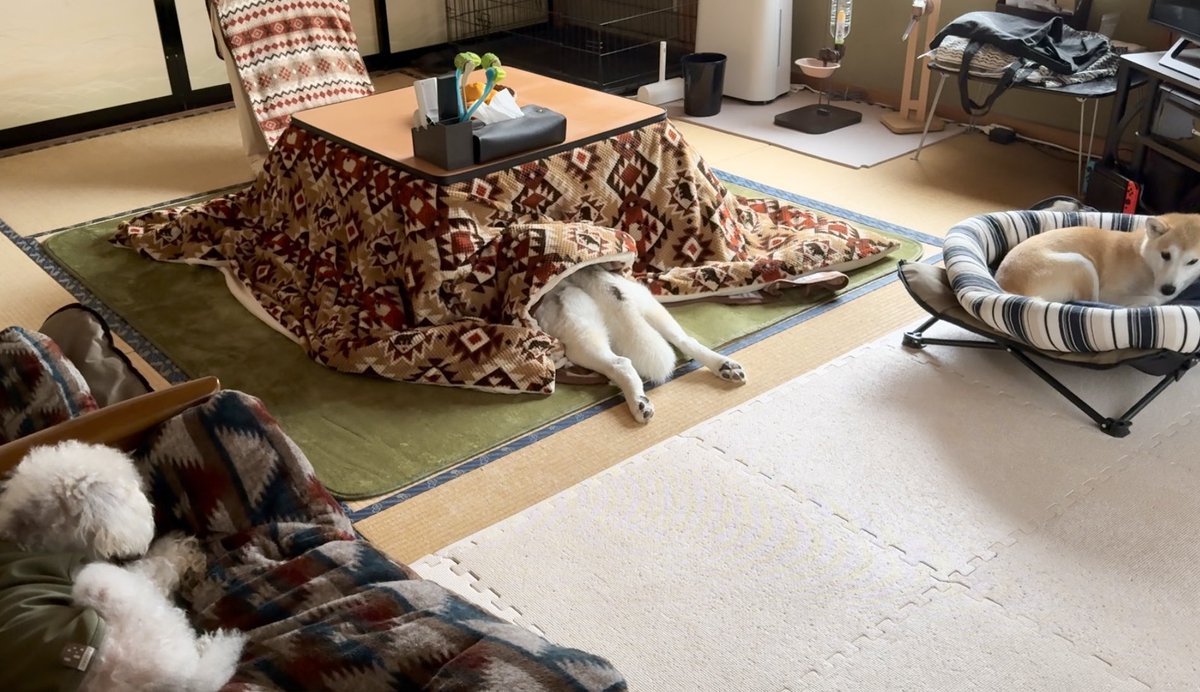 もうシベリアには帰れないハスキーのシーズンイン