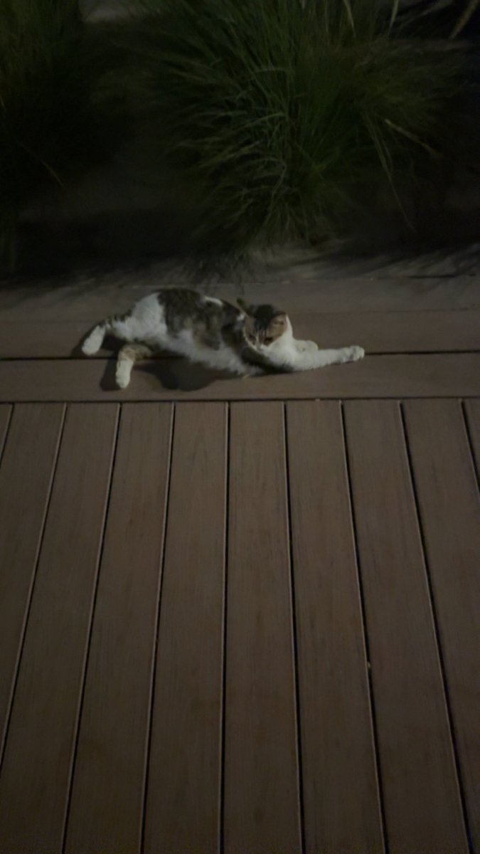 🧛🏽 (@iraanseturk) on Twitter photo 