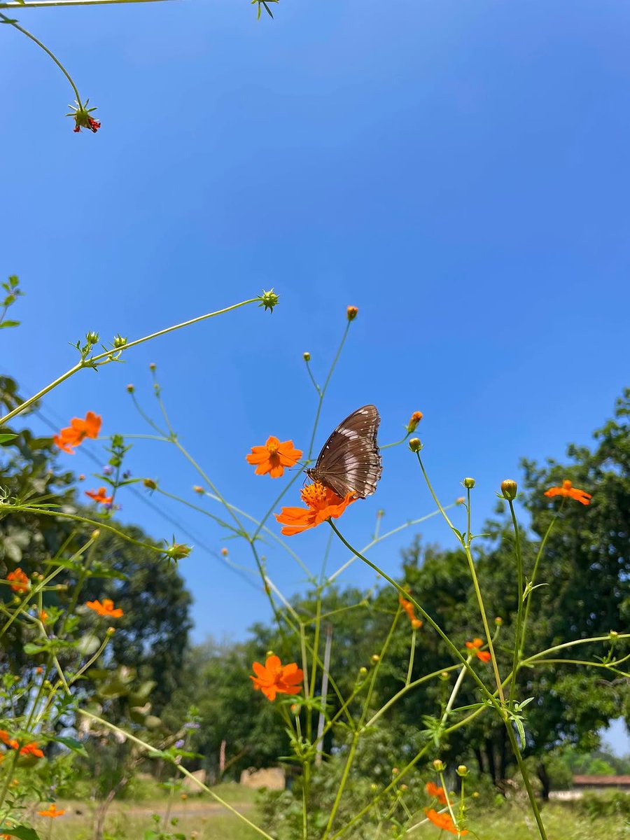 Do you have a butterfly in your gallery? Share with us!