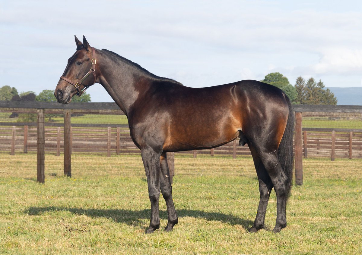 New pictures in of 𝐖𝐢𝐧𝐧𝐞𝐫’𝐬 𝐁𝐞𝐭 🔥
1:49.3 ($1,326,821) 

𝘛𝘩𝘦 𝘳𝘪𝘤𝘩𝘦𝘴𝘵 𝘴𝘰𝘯 𝘰𝘧 𝘞𝘢𝘭𝘯𝘦𝘳.
His booked was full and closed last season. 
Standing in NY
Book 🔜 
bluechipfarms.com/winnersbet