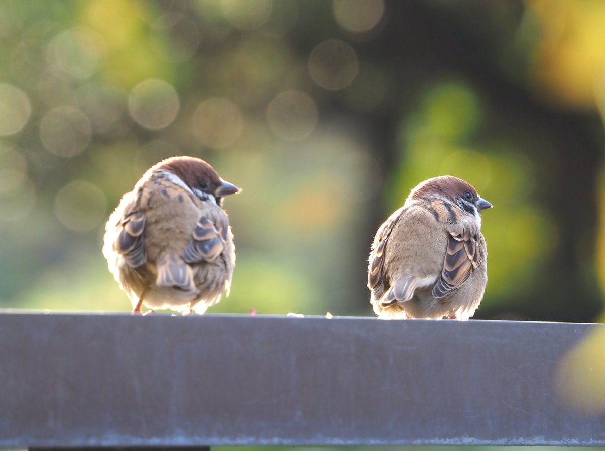 ちゅんちゅん (@chunchu0803) / Posts / X