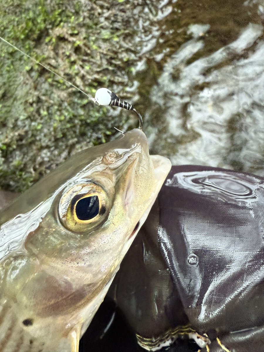 Sedge Flyfishing tweet media