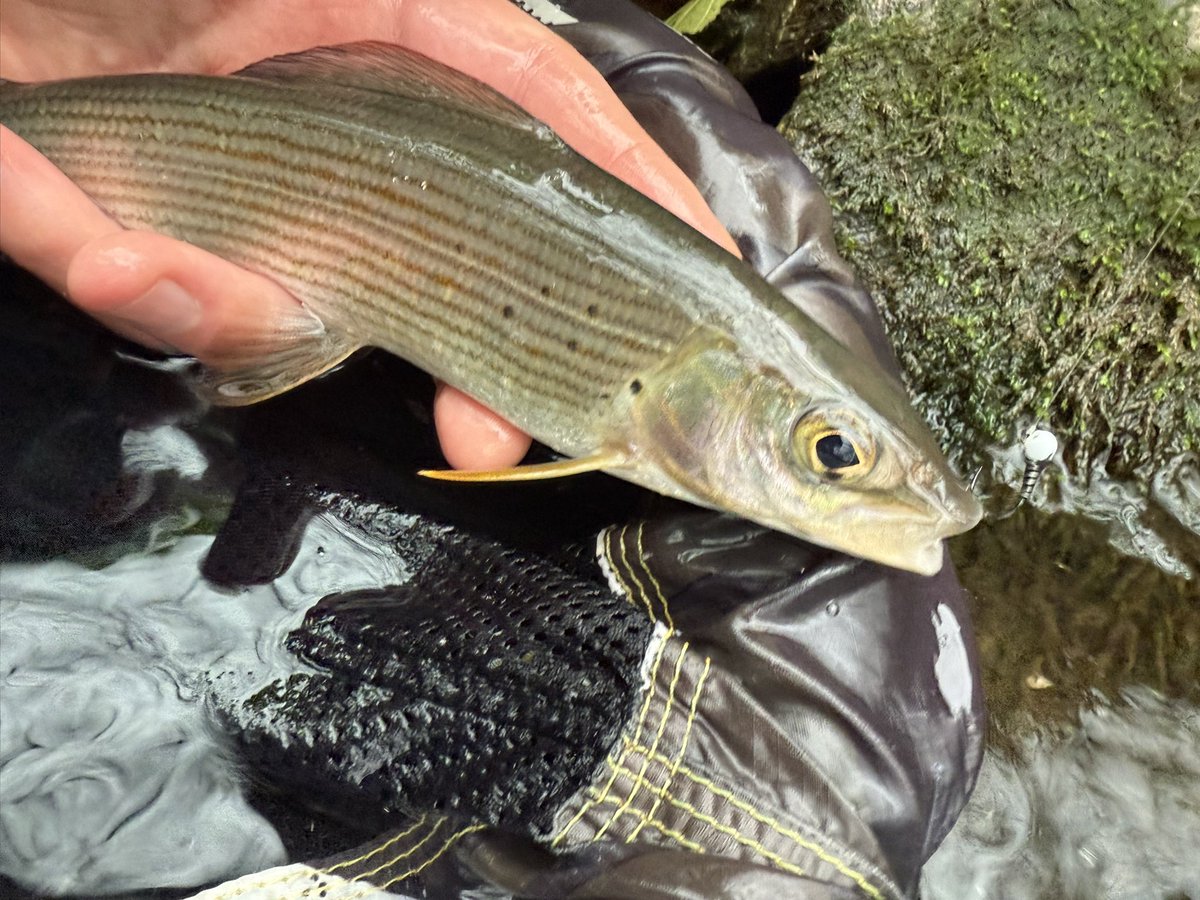 Sedge Flyfishing tweet media