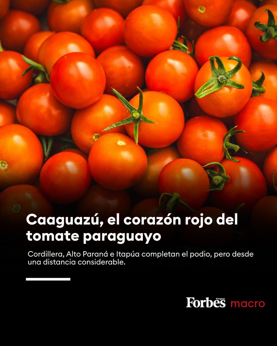 ForbesParaguay's tweet image. #MACROECONOMÍA | Caaguazú, el corazón rojo del tomate paraguayo

🍅En Paraguay, el tomate es más que un cultivo sensible a las estaciones o un protagonista de la inflación hortícola. Es un termómetro productivo que revela cómo responden los productores a los desafíos y hacia…