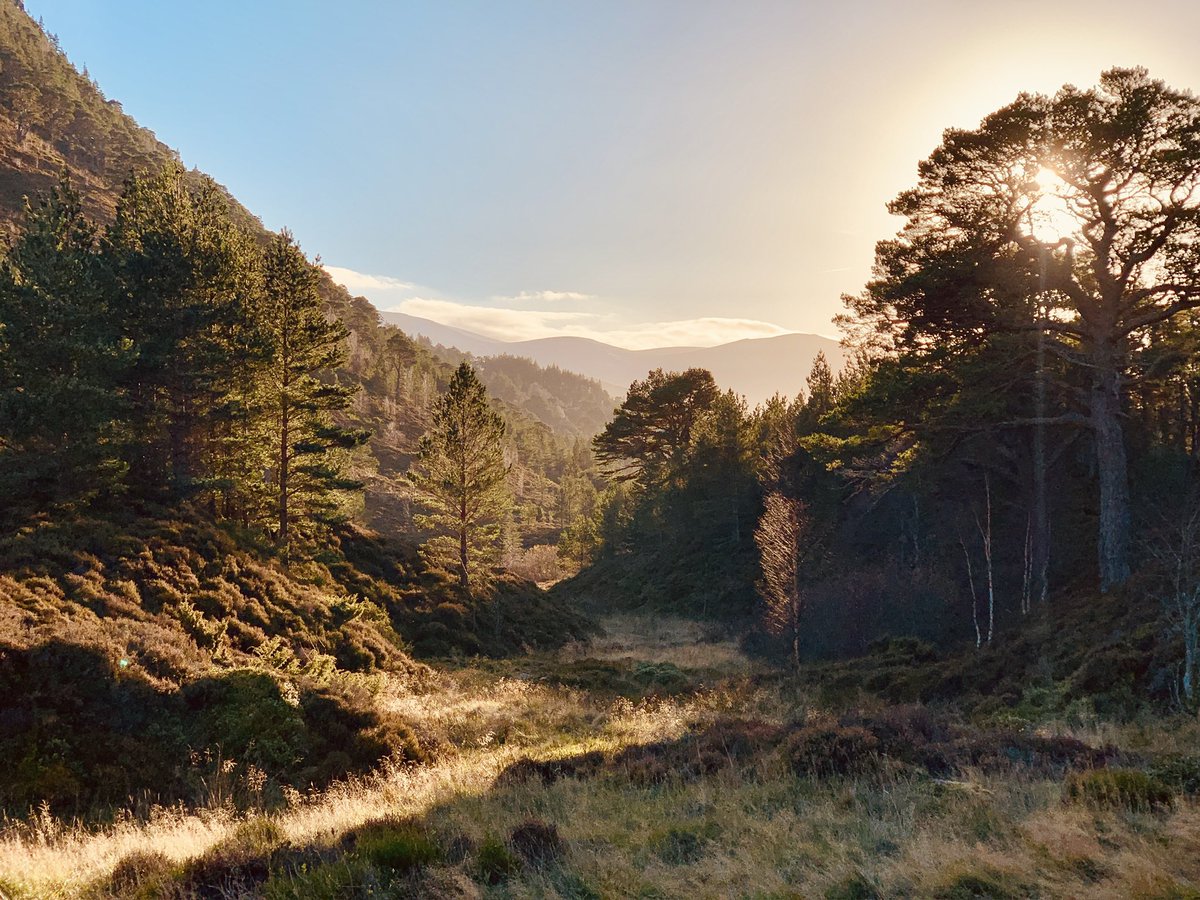 Beautiful Rothiemurchus
