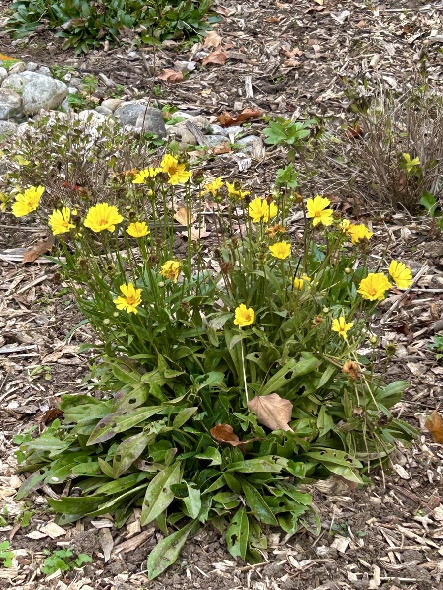 Good morning, happy Sunday 😊 #SundayYellow