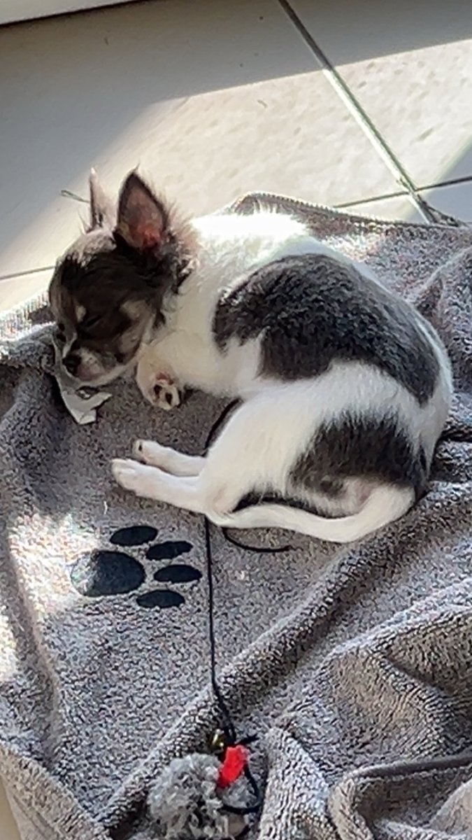 BountY24600's tweet photo. Bounty cherchant un petit peu de soleil 🥰🥰🥰 #TeamBounty https://t.co/8QH58d8iSU