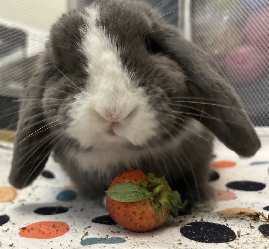 When you support Carrot Cottage, you’re supporting the bunnies.  We are not out here self promoting, in fact if I’m absolutely honest with you, what Daisy and I get from the rescue is heartache, sleepless nights, pressure, stress, a lack of social life…… the list goes on. We do