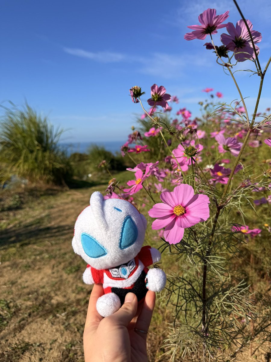 虎吉❅ (@poke_ninja) / Posts / X