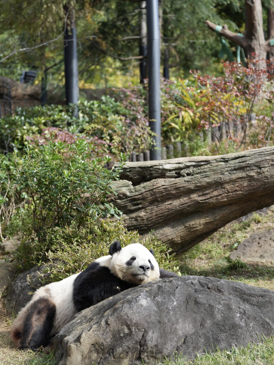 koro (@pandakorokoron) / Posts / X