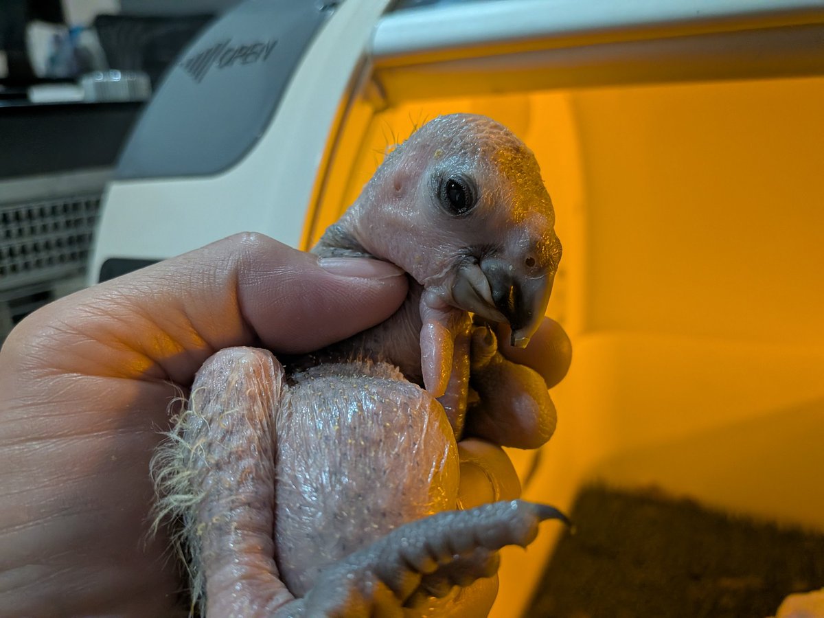 シータシータ♪ (@SORAxYURA) / Posts / X