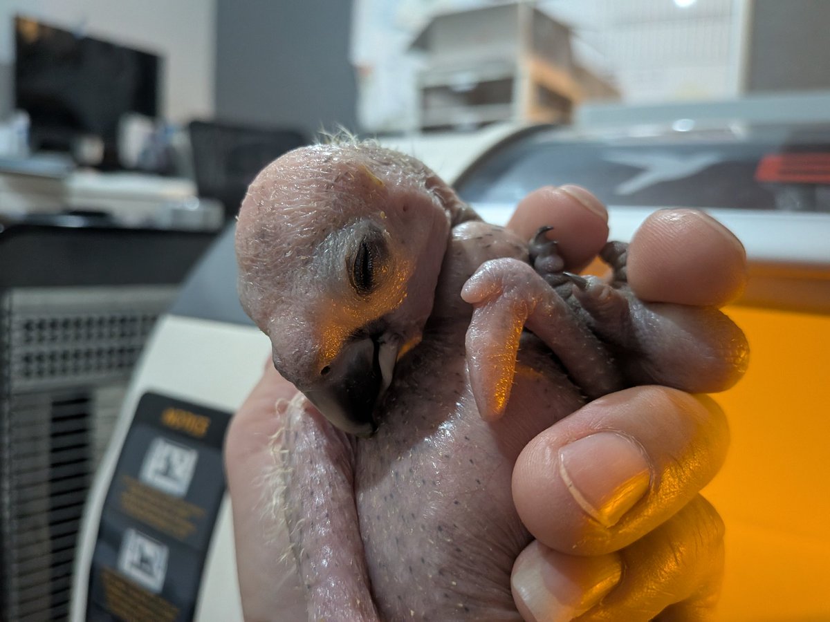 シータシータ♪ (@SORAxYURA) / Posts / X