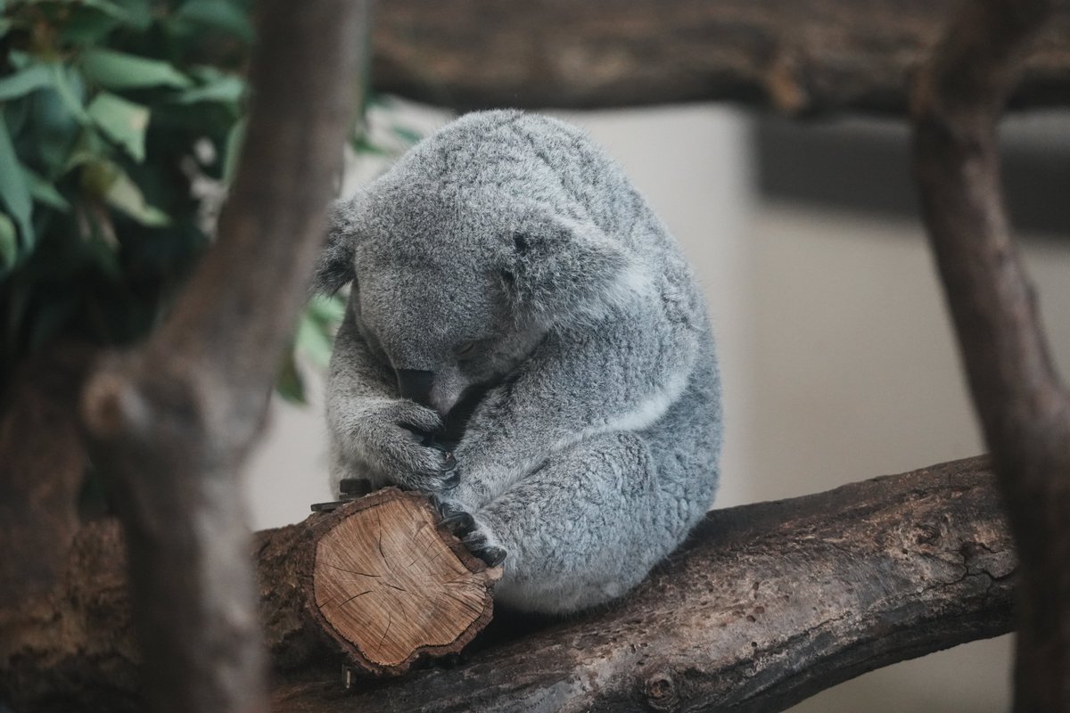 みんな素敵な1週間になりますように.🐨💤 2025.11.16 #多摩動物