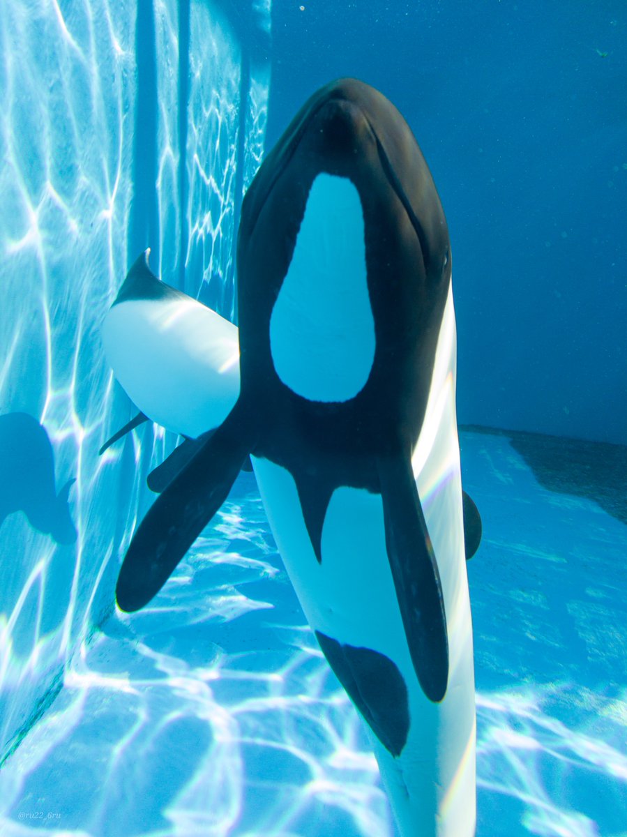 今日のライトくん
#イロワケイルカ