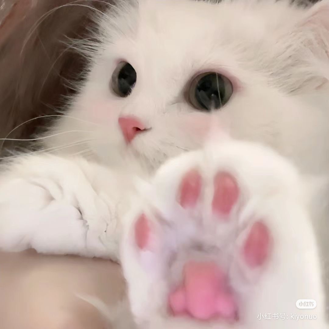 自認ねこちゃん^ &gt;ᴗ&lt;^🤍
