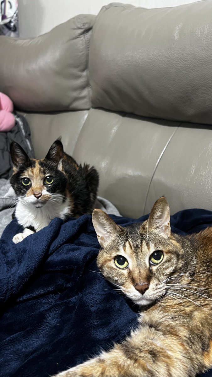 시리얼을 먹을때마다 자기들꺼 주는줄 알고
자다가도 처다본다… 인간이라 죄송합니다…