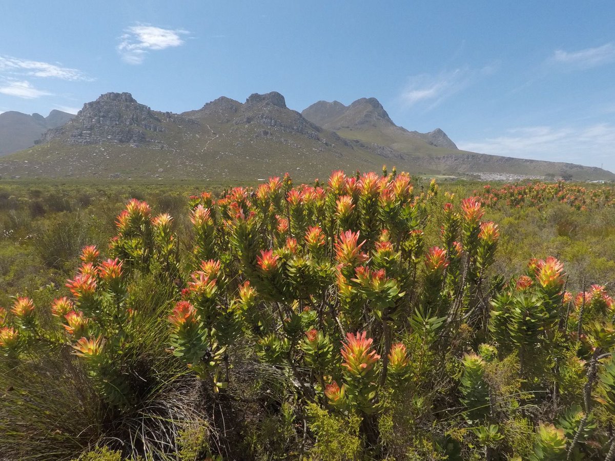 Yazeed Kamaldien tweet media