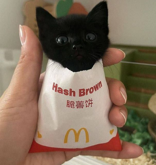 #고세구

고양이튀김