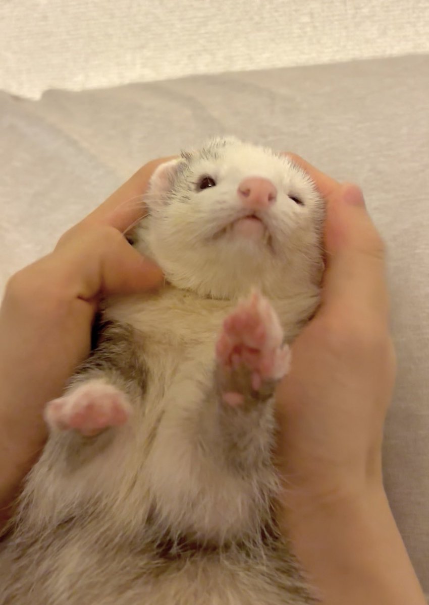 nano_ferret2's tweet image. 🙌