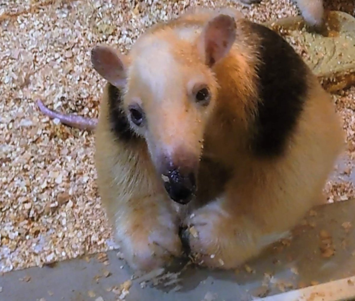 716sandy's tweet image. 来月末あなたの誕生日ね🎂
(日程は不明)

アメリカから来た 
ドンちゃん(伊豆シャボ)
コアくん(高知のいち)
は多分ハルオと同じくリーダーから来た気がするのよね🤔

#ミナミコアリクイ #ドン
#Tamandua #Tamanduamirim
#池袋サンシャイン水族館 出身