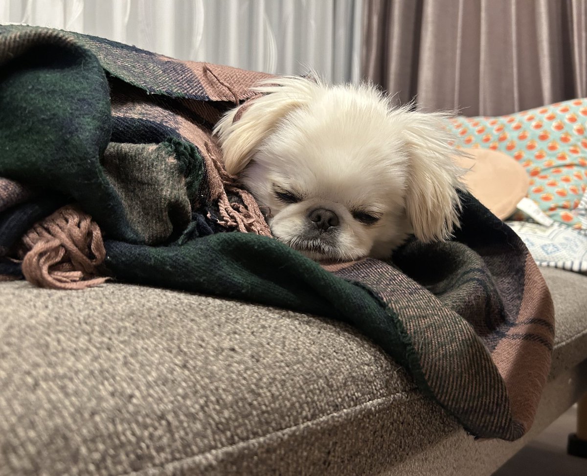 むぎくん (@muuuugi76) / Posts / X