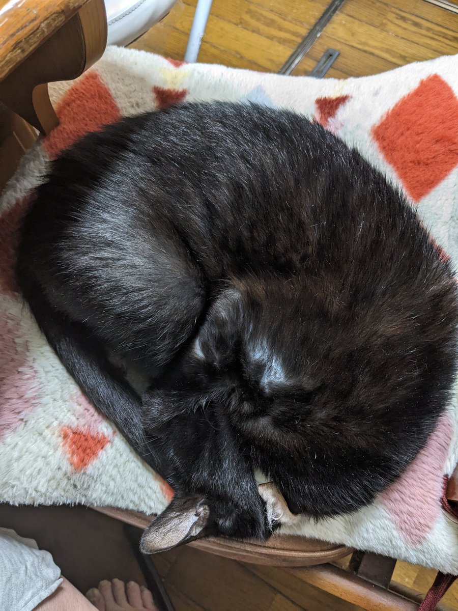 ねんねこねんねこにゃ〜🐈‍⬛ #猫のいる暮らし𓏲𓎨 #黒猫