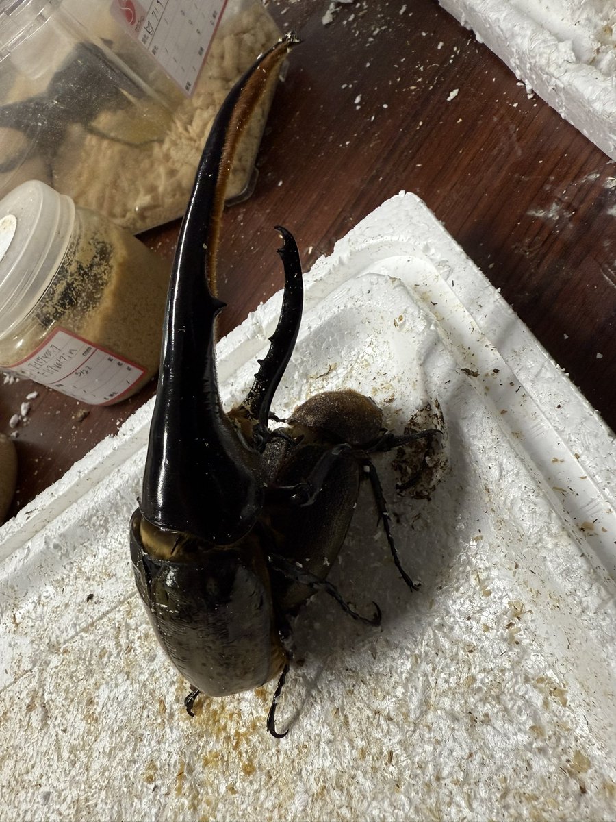 MasaH【Seraphim】 (@MasaH1973) / Posts / X