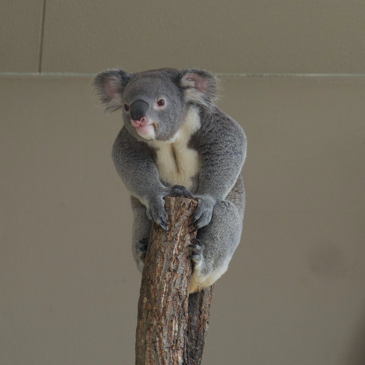 anzun0518's tweet image. もにゃ、マッチョだな😳💪
#もなか #コアラ #東山動植物園