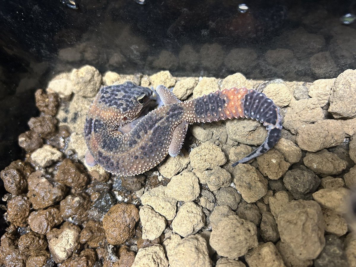 leopalabo's tweet image. コンテスト個体。
今日なんかすっごい色してる。
当日これだったらまた結果は違ってたかな？🤔