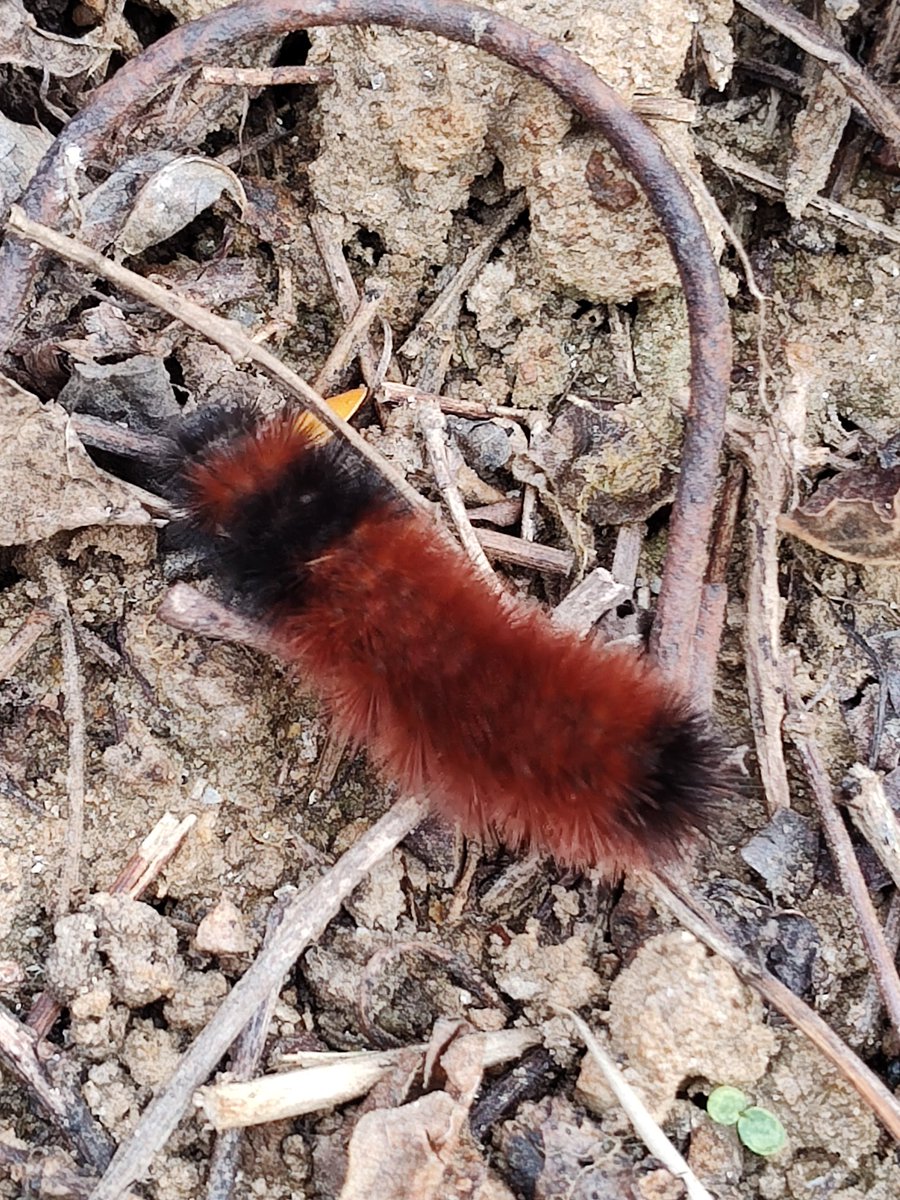 I keep hearing it's going to be a hard winter in Western NC but this woolly worm has its bikini on so IDK🤨😁