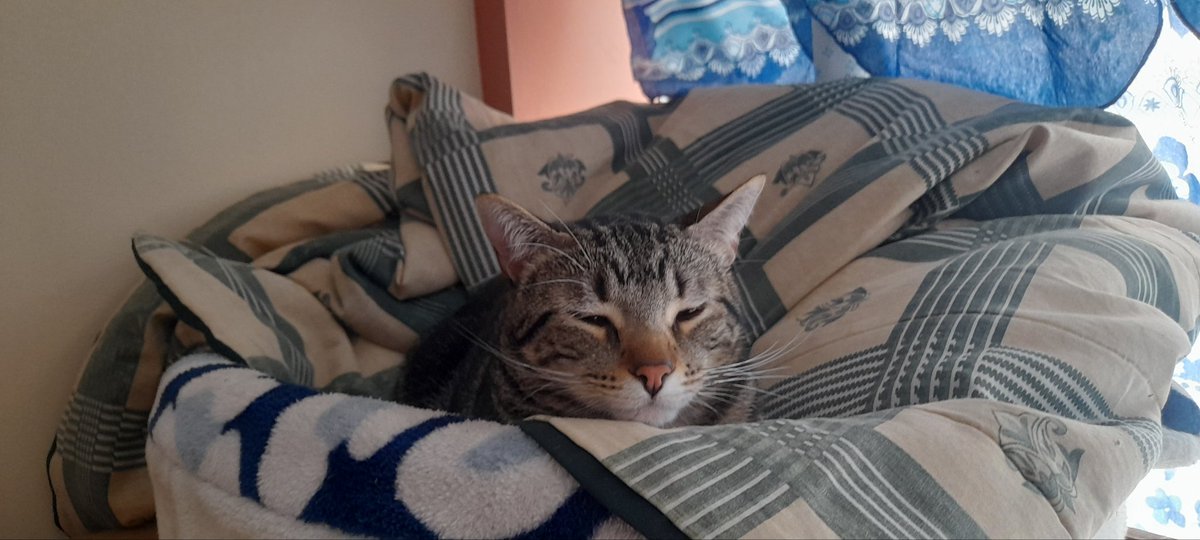 megaherzone's tweet image. Mi niño Akira