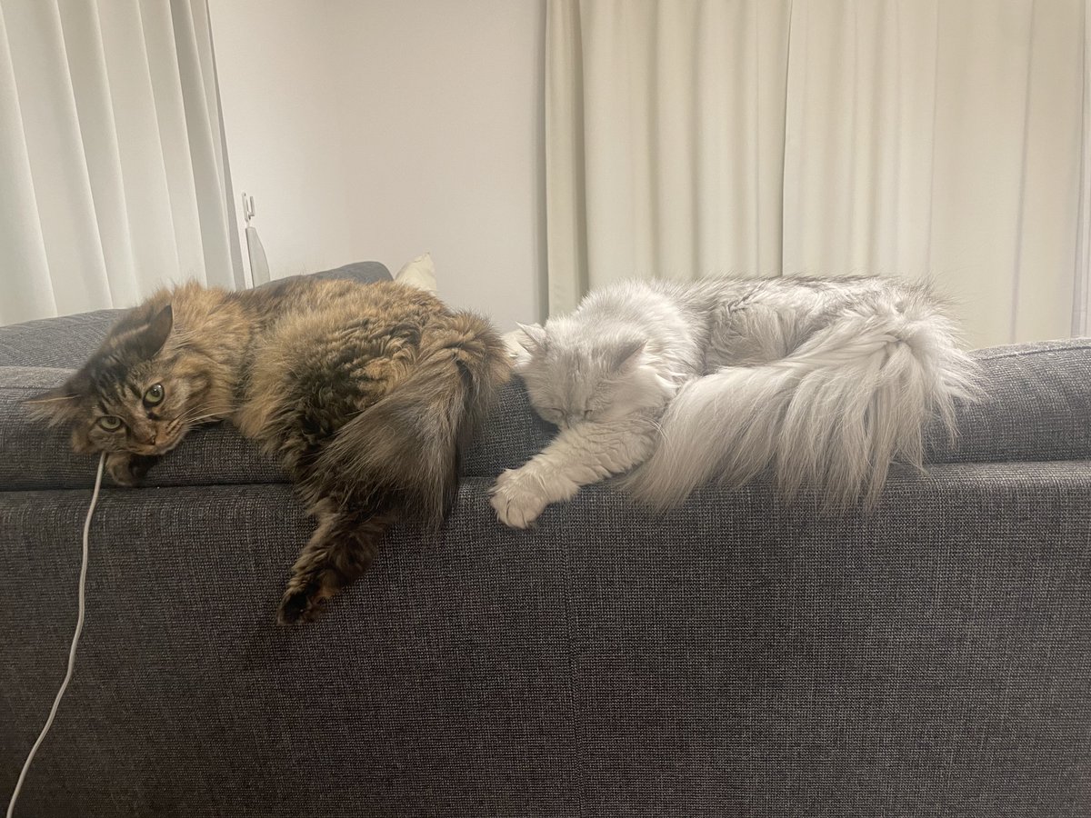 ghosting_master's tweet photo. シンクロニャイズド睡眠 https://t.co/UBqCmQmX0B