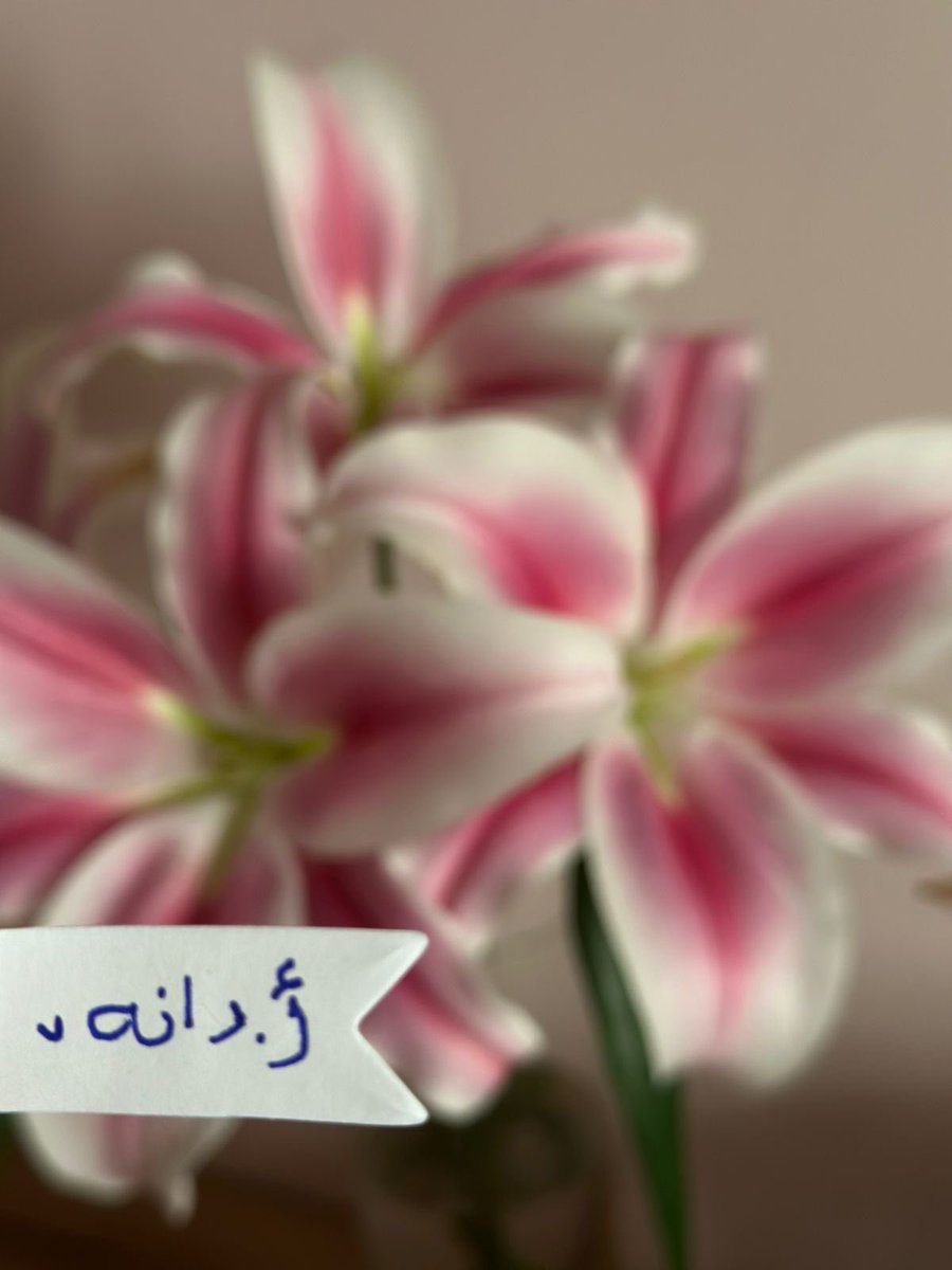 دَان tweet media