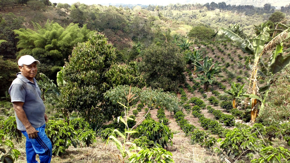 Buenos días, con don Jorge y su cafetal. ¿Os provoca un café? ☕️🌤️
