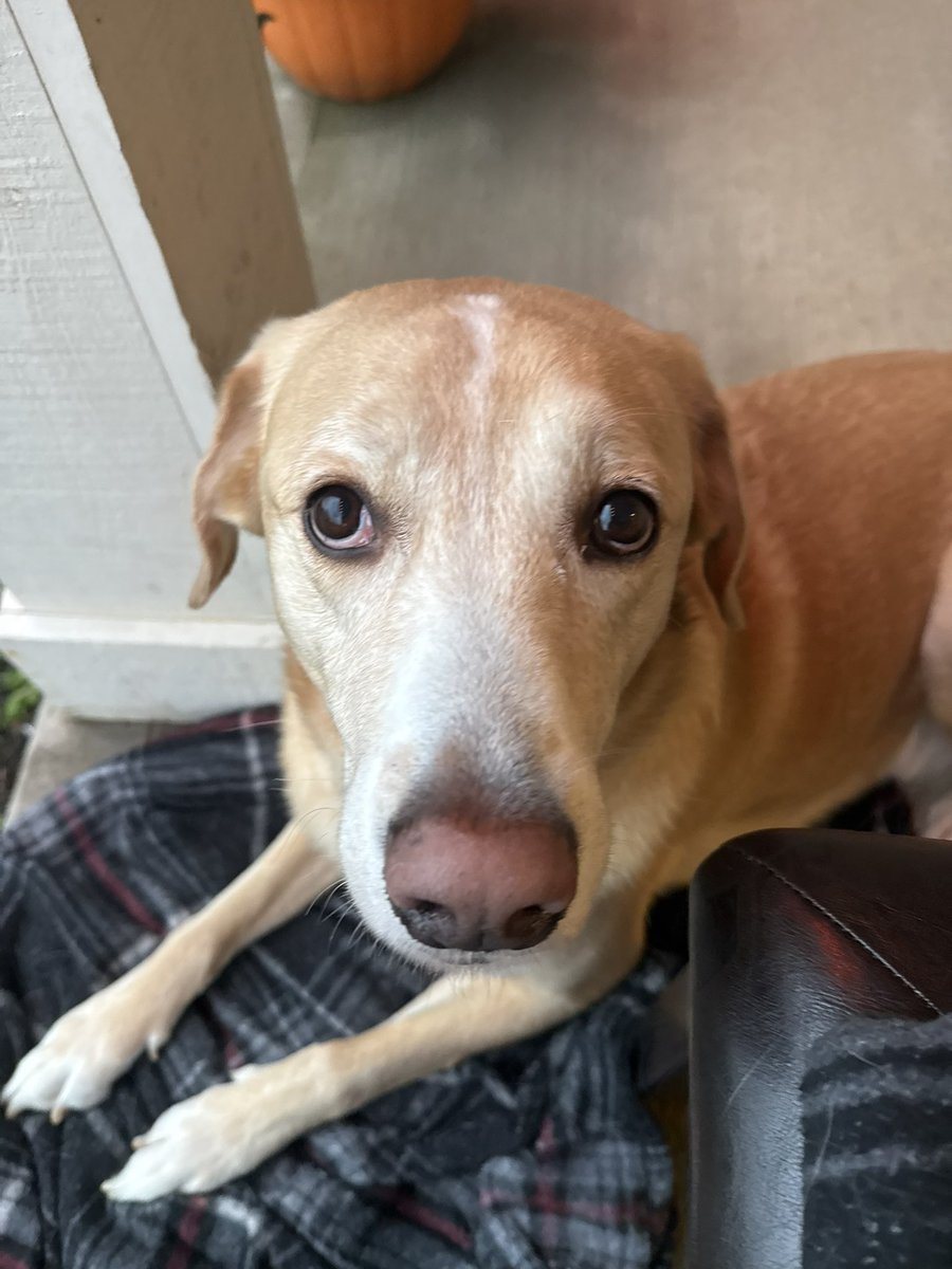 Dan Long tweet media